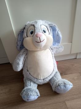 Hase Stern